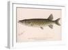 The Pickerel (Lucius Reticulatus. Le Sueur), C.1920S-null-Framed Giclee Print