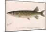 The Pickerel (Lucius Reticulatus. Le Sueur), C.1920S-null-Mounted Giclee Print