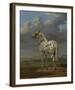 The “Piebald” Horse, 1650-54-Paulus Potter-Framed Art Print