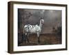 The Piebald Horse, 1653-Paulus Potter-Framed Giclee Print