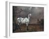 The Piebald Horse, 1653-Paulus Potter-Framed Giclee Print