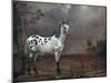 The Piebald Horse, 1653-Paulus Potter-Mounted Giclee Print