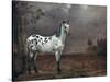 The Piebald Horse, 1653-Paulus Potter-Stretched Canvas