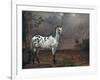 The Piebald Horse, 1653-Paulus Potter-Framed Giclee Print