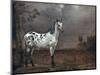 The Piebald Horse, 1653-Paulus Potter-Mounted Giclee Print