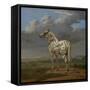 The "Piebald" Horse. Ca. 1650-54-Paulus Potter-Framed Stretched Canvas