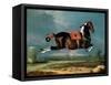 The Piebald Horse "Cehero" Rearing-Johann Georg de Hamilton-Framed Stretched Canvas