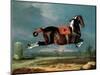 The Piebald Horse "Cehero" Rearing-Johann Georg de Hamilton-Mounted Premium Giclee Print