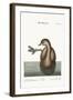 The Pied-Bill Dobchick, 1749-73-Mark Catesby-Framed Giclee Print