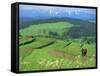 The Pienny, Carpathian Mountains, Poland-Peter Adams-Framed Stretched Canvas