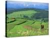 The Pienny, Carpathian Mountains, Poland-Peter Adams-Stretched Canvas