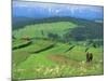 The Pienny, Carpathian Mountains, Poland-Peter Adams-Mounted Photographic Print