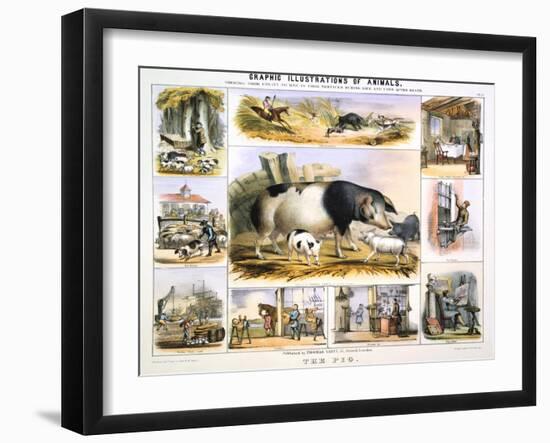 The Pig, C1850-Benjamin Waterhouse Hawkins-Framed Giclee Print