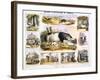 The Pig, C1850-Benjamin Waterhouse Hawkins-Framed Giclee Print