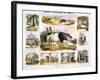 The Pig, C1850-Benjamin Waterhouse Hawkins-Framed Giclee Print