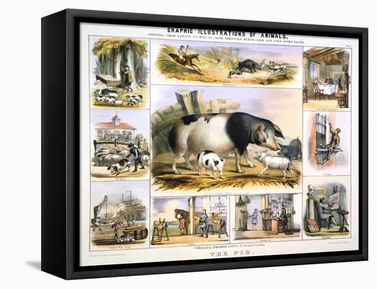 The Pig, C1850-Benjamin Waterhouse Hawkins-Framed Stretched Canvas