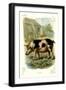 Black Frame