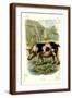 Brown Frame