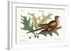 The Pigeon of Passage, 1749-73-Mark Catesby-Framed Giclee Print