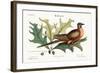 The Pigeon of Passage, 1749-73-Mark Catesby-Framed Giclee Print