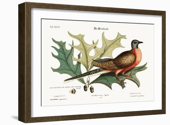 The Pigeon of Passage, 1749-73-Mark Catesby-Framed Giclee Print