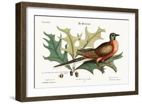 The Pigeon of Passage, 1749-73-Mark Catesby-Framed Giclee Print