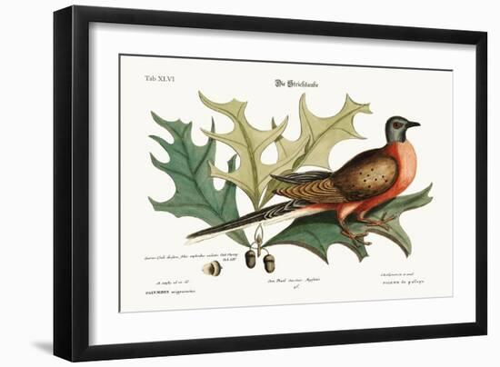 The Pigeon of Passage, 1749-73-Mark Catesby-Framed Giclee Print