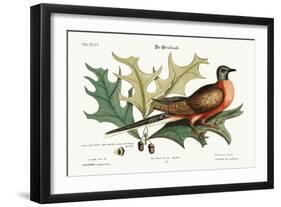 The Pigeon of Passage, 1749-73-Mark Catesby-Framed Giclee Print