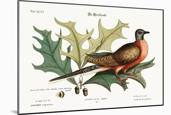 The Pigeon of Passage, 1749-73-Mark Catesby-Mounted Giclee Print
