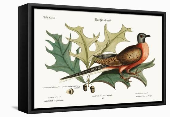 The Pigeon of Passage, 1749-73-Mark Catesby-Framed Stretched Canvas