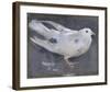 The Pigeon-Joseph Crawhall-Framed Premium Giclee Print