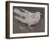 The Pigeon-Joseph Crawhall-Framed Giclee Print