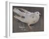 The Pigeon-Joseph Crawhall-Framed Giclee Print