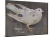 The Pigeon-Joseph Crawhall-Mounted Giclee Print