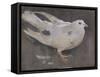 The Pigeon-Joseph Crawhall-Framed Stretched Canvas