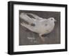 The Pigeon-Joseph Crawhall-Framed Giclee Print