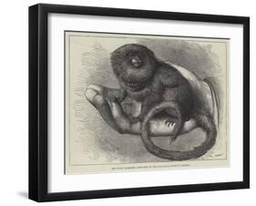 The Pigmy Marmozet (Life Size) at the Zoological Society's Gardens-null-Framed Giclee Print