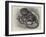 The Pigmy Marmozet (Life Size) at the Zoological Society's Gardens-null-Framed Giclee Print