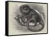 The Pigmy Marmozet (Life Size) at the Zoological Society's Gardens-null-Framed Stretched Canvas