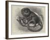 The Pigmy Marmozet (Life Size) at the Zoological Society's Gardens-null-Framed Giclee Print