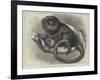 The Pigmy Marmozet (Life Size) at the Zoological Society's Gardens-null-Framed Giclee Print