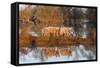 The Pigs of Maliuc, Animals, Danube Delta, Ramsar, Romania-Martin Zwick-Framed Stretched Canvas