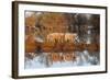 The Pigs of Maliuc, Animals, Danube Delta, Ramsar, Romania-Martin Zwick-Framed Photographic Print