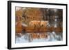 The Pigs of Maliuc, Animals, Danube Delta, Ramsar, Romania-Martin Zwick-Framed Photographic Print