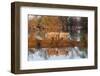 The Pigs of Maliuc, Animals, Danube Delta, Ramsar, Romania-Martin Zwick-Framed Photographic Print