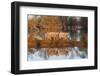 The Pigs of Maliuc, Animals, Danube Delta, Ramsar, Romania-Martin Zwick-Framed Photographic Print