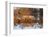 The Pigs of Maliuc, Animals, Danube Delta, Ramsar, Romania-Martin Zwick-Framed Photographic Print