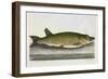 The Pike Or Jack-E. Albin-Framed Giclee Print