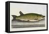The Pike Or Jack-E. Albin-Framed Stretched Canvas