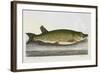 The Pike Or Jack-E. Albin-Framed Giclee Print